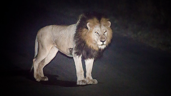 Sunday - Kruger National Park