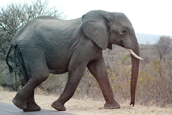 Friday - Kruger National Park