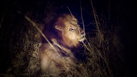 Sunday - Kruger National Park