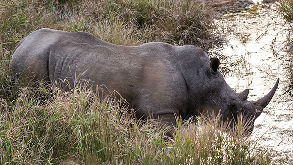 Friday - Kruger National Park