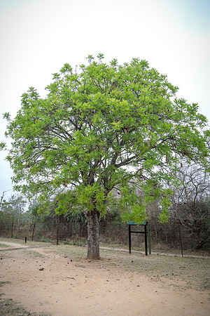 Sunday - Kruger National Park