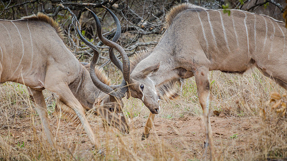 Sunday - Kruger National Park