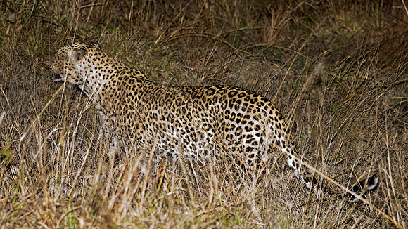 Sunday - Kruger National Park