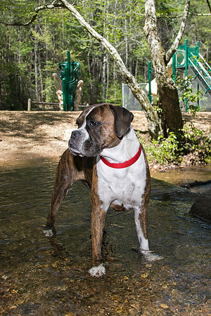 Vogel State Park - Saturday, Apr 26, 2014