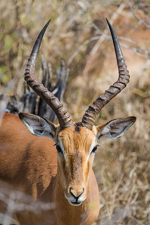 Saturday - Kruger National Park