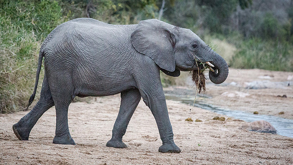 Friday - Kruger National Park