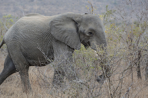 Friday - Kruger National Park