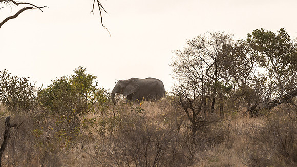 Friday - Kruger National Park