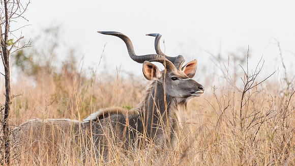 Saturday - Kruger National Park