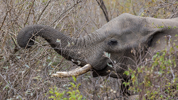 Friday - Kruger National Park