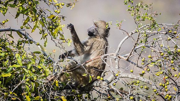 Saturday - Kruger National Park