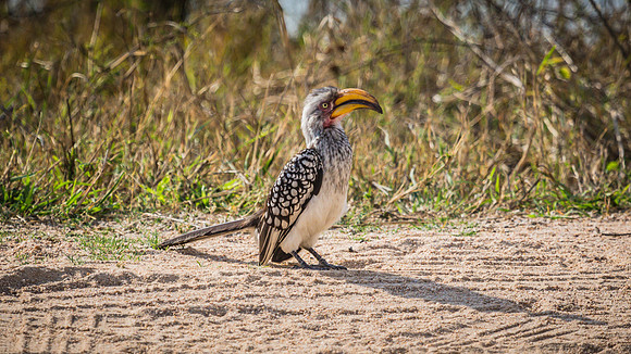 Saturday - Kruger National Park