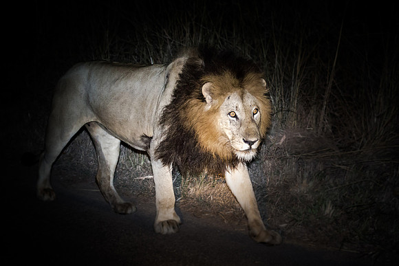 Sunday - Kruger National Park