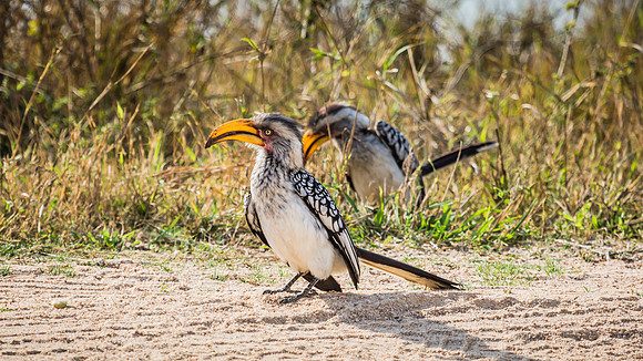 Saturday - Kruger National Park