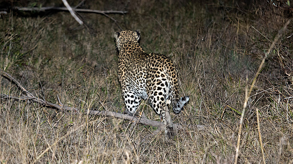 Sunday - Kruger National Park