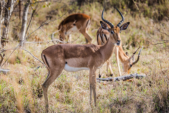 Saturday - Kruger National Park