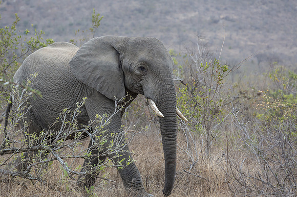 Friday - Kruger National Park