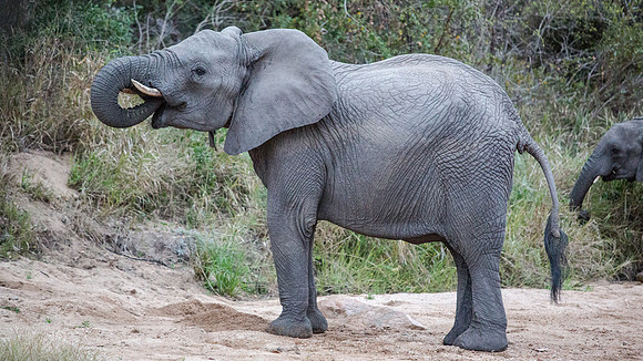Friday - Kruger National Park