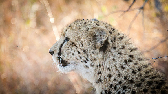 Saturday - Kruger National Park