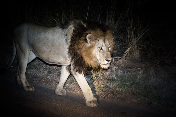 Sunday - Kruger National Park