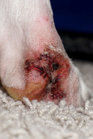 Bailey's Paw - 01/25