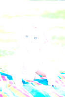 RAW Example