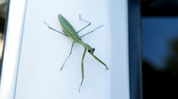 Creatures of the Night Festival - Gwinnett Environmental Center