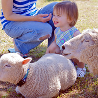 Roadside Petting Zoo