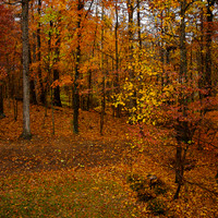 Fall From Our Windows