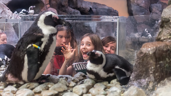Georgia Aquarium