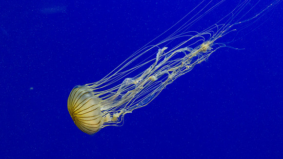 Georgia Aquarium