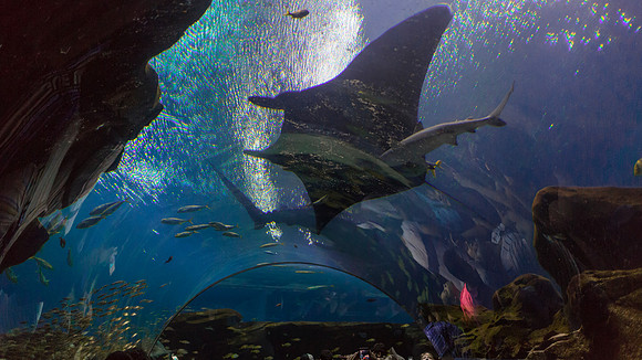 Georgia Aquarium