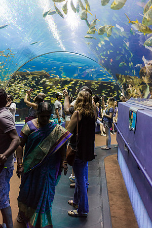 Georgia Aquarium