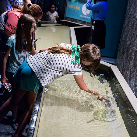 Georgia Aquarium