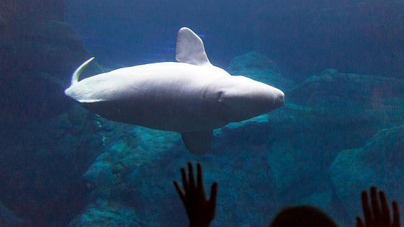 Georgia Aquarium