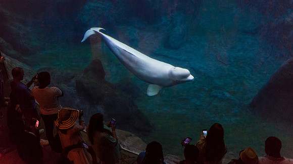 Georgia Aquarium