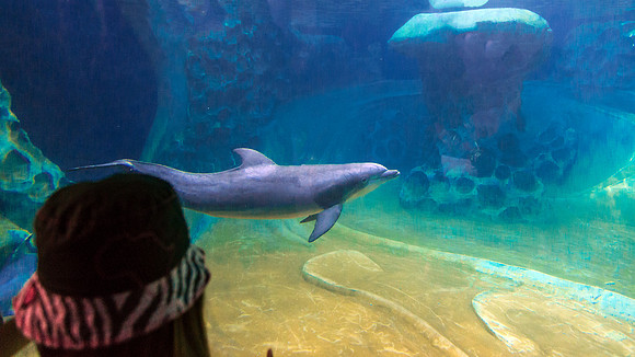 Georgia Aquarium