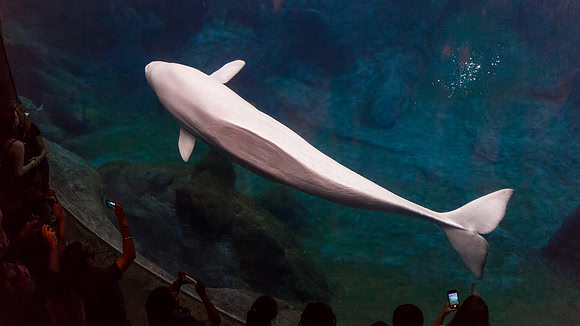 Georgia Aquarium