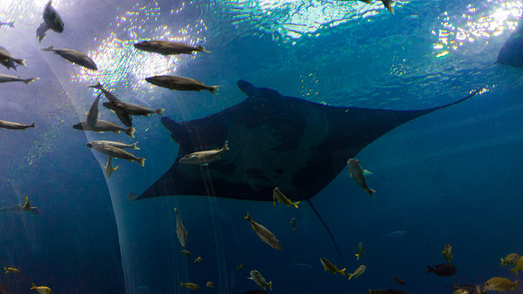 Georgia Aquarium
