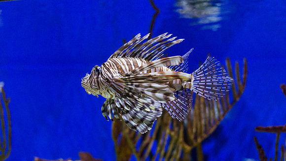 Georgia Aquarium