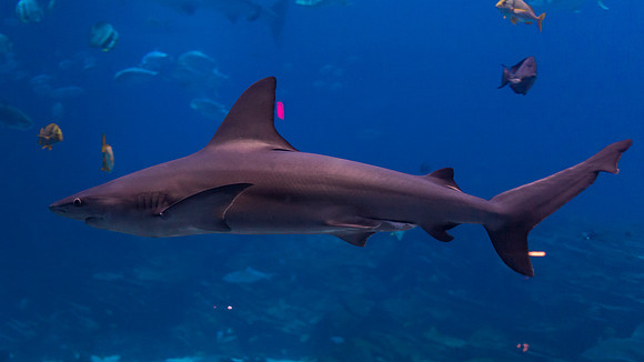 Georgia Aquarium
