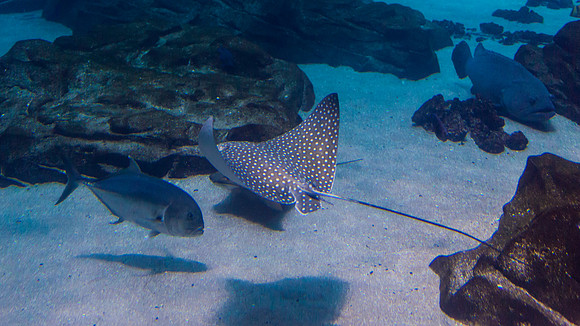 Georgia Aquarium
