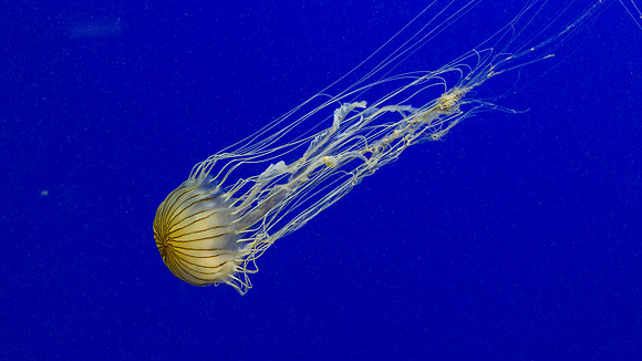 Georgia Aquarium