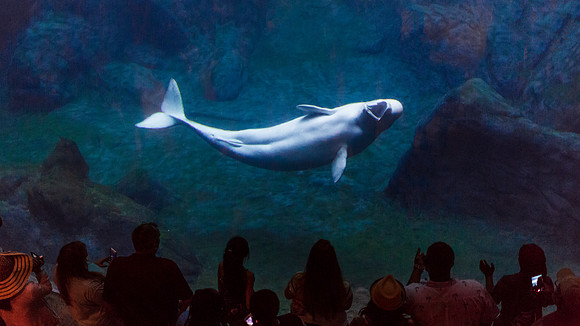 Georgia Aquarium