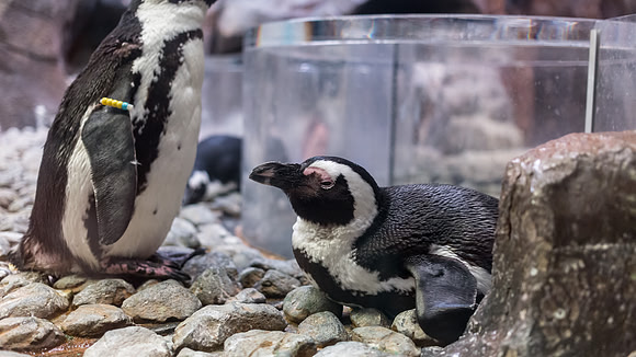Georgia Aquarium