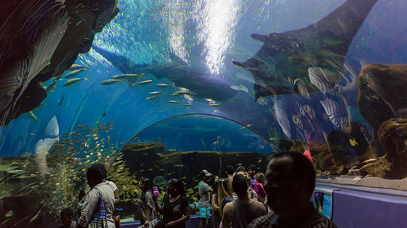 Georgia Aquarium