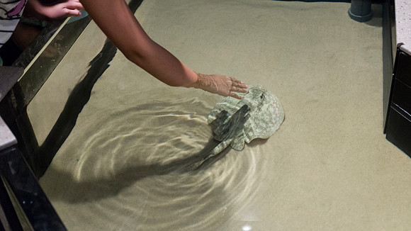 Georgia Aquarium