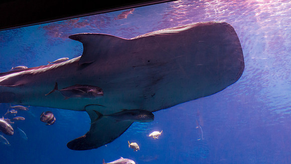 Georgia Aquarium