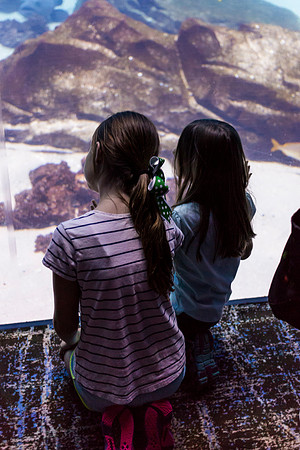 Georgia Aquarium