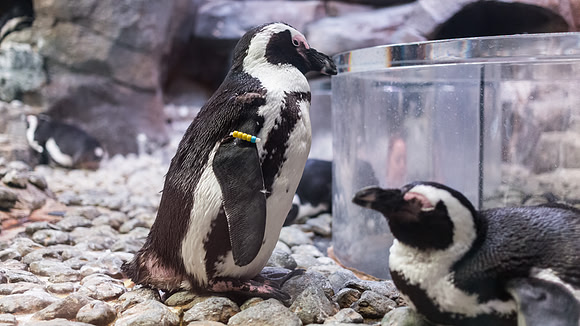 Georgia Aquarium